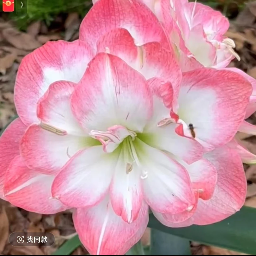 朱顶红小苗波兰美人贵妇皮皮安吉拉第九章星系孤宝仙子霓裳重瓣