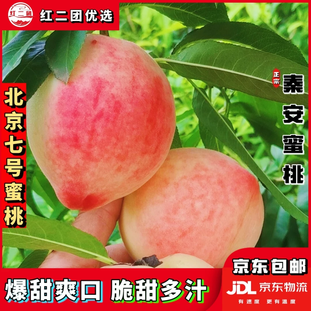 【甘肃省外拍】天水秦安北京七号新鲜蜜桃离核脆甜饱满多汁香甜爽口