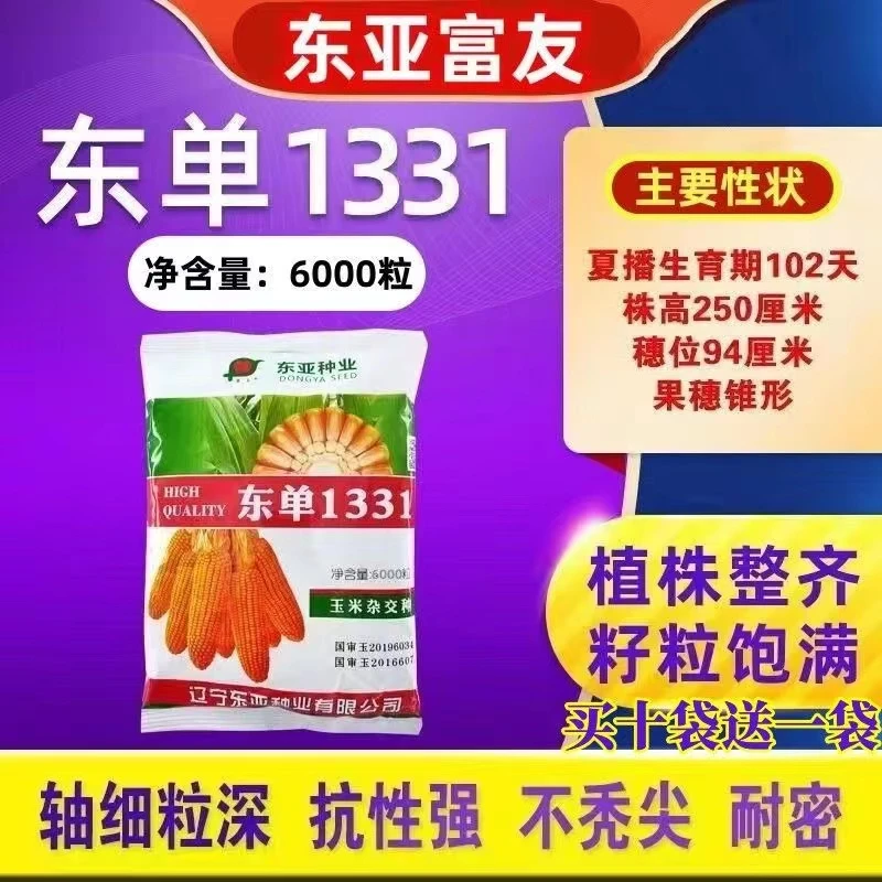 东单1331玉米种子东亚一代杂交种子抗旱抗灾抗倒伏不突尖