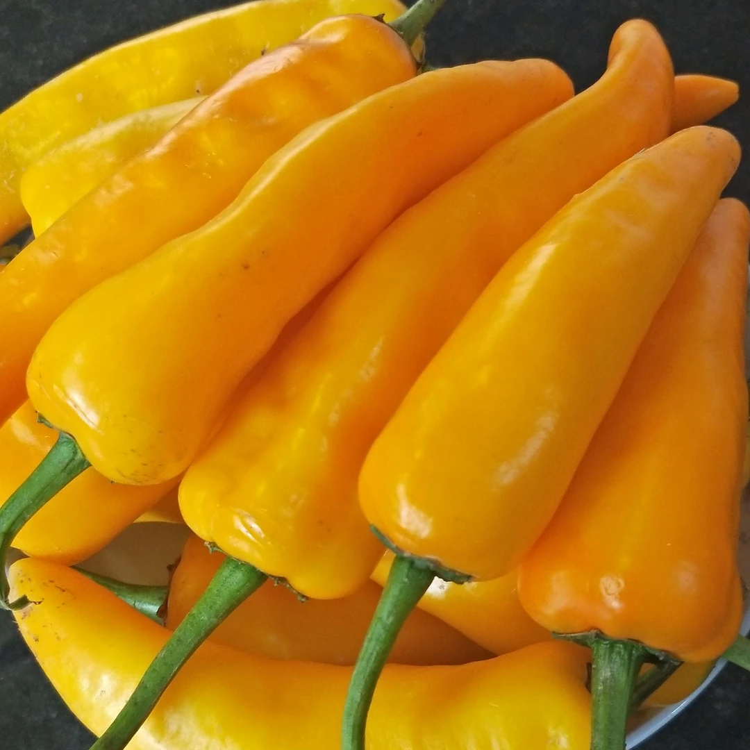 新鲜辣椒襄阳南漳县武镇黄辣椒金皇冠黄灯笼辣中带甜皮薄肉厚包邮