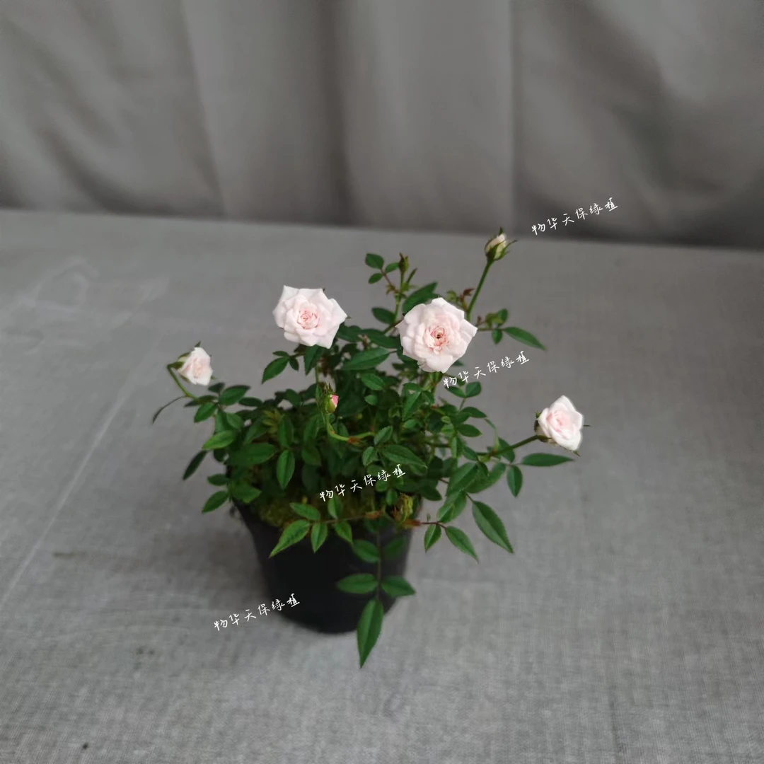 灰姑娘月季  超微月季 稀有品种 极小轮 迷你淡香月季 粉色 绿植