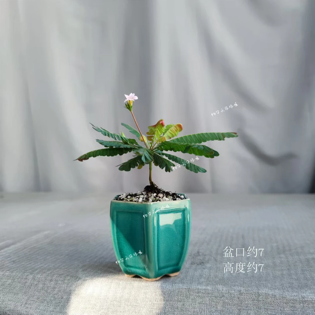 南美生命树 感应草夏威夷伞 雨林缸微景观室内耐阴桌面小盆栽绿植