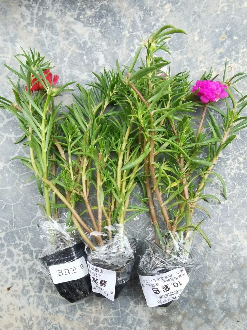 【选色带根】重瓣太阳花宿根绿植花卉盆栽好养四季开花庭院阳台种植