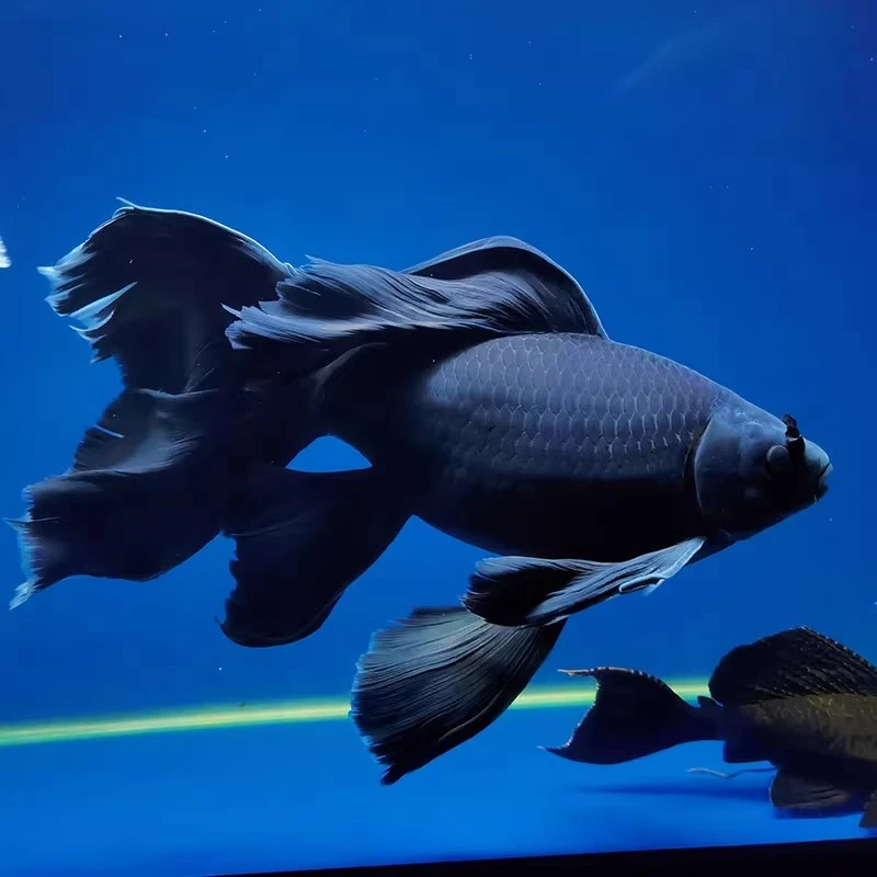 【墨蝶】蝴蝶鲤 四代五代体型 大鳍大尾