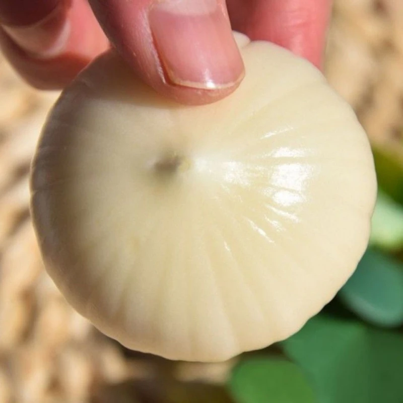 【每日精选】独头蒜大蒜优质蒜优质独蒜现挖现发新鲜香蒜紫