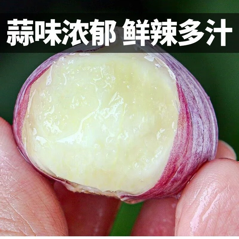 【每日精选】大蒜优质独头蒜湿蒜优质大蒜现挖现发优质独蒜