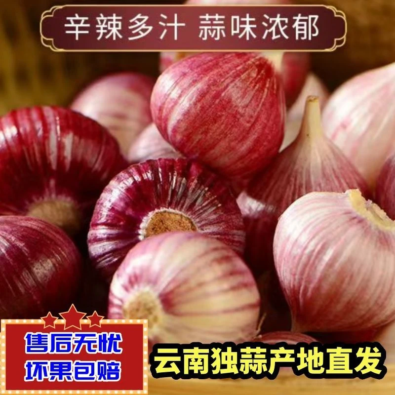 【每日精选】2025优质蒜大蒜优质蒜头独蒜蔬菜大蒜红皮优质