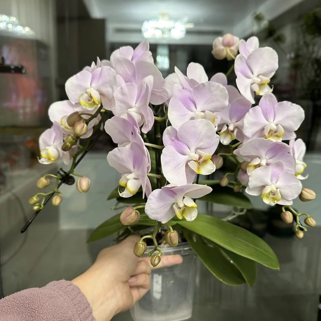 大壮苗【天使】3.5寸加高杯 无花键