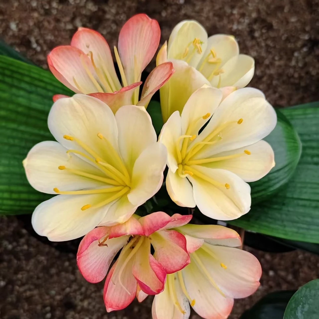 国兰黄（素心），梦幻，红花绿心，君子兰奇花一物一拍