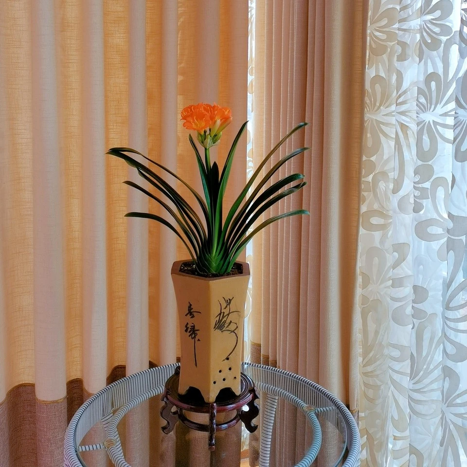 精品君子兰,铁将军,黑金刚,油麻短等一物一拍
