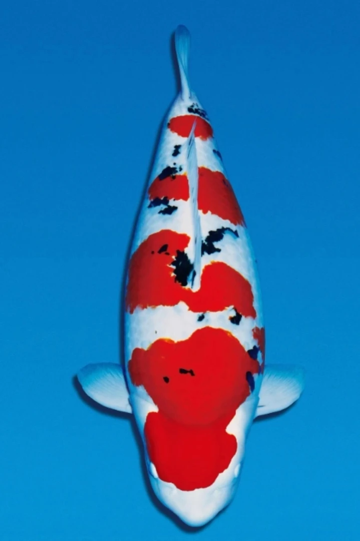 观赏鱼不分公母直发