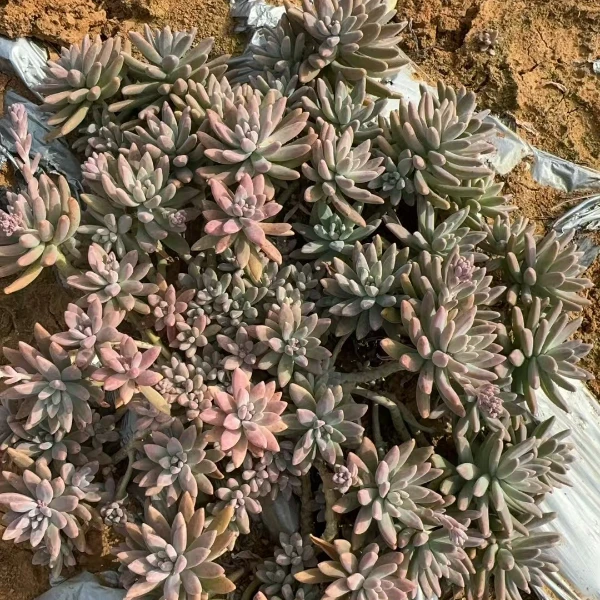 地栽秋丽30公分  多肉绿植  新手必拍  好看好养  云南昆明发货