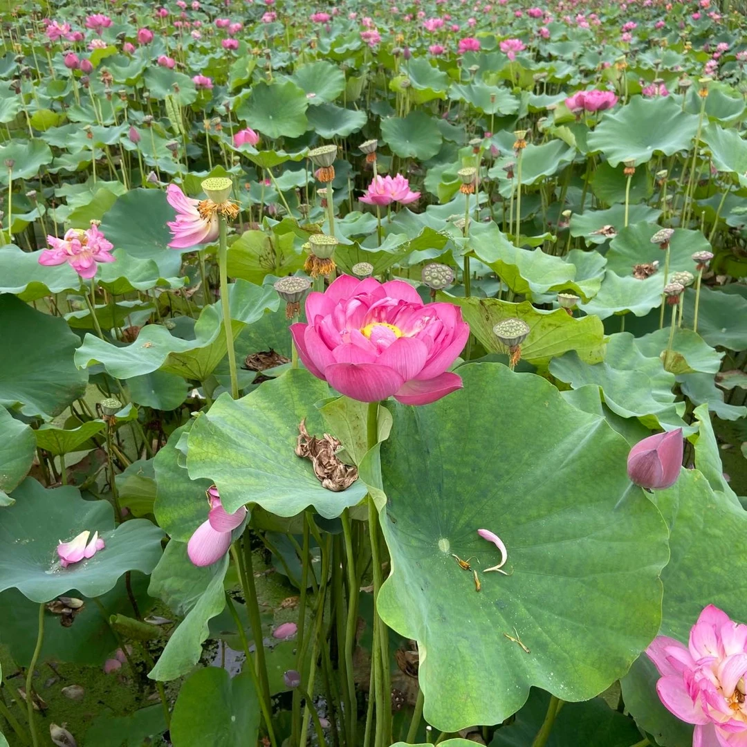 蚌埠韵莲碗莲种子，红苹果碗莲种子，家庭水培碗莲种子