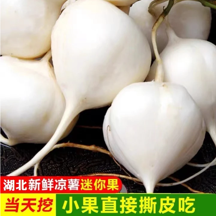 【迷你果】湖北天门现挖地瓜5斤沙地凉薯脆甜白番薯沙葛新鲜地萝卜