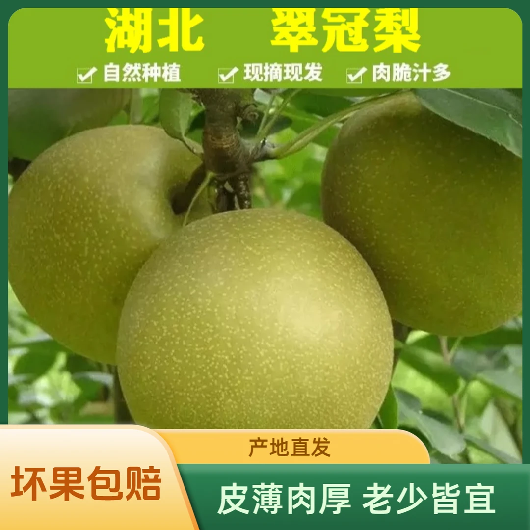 湖北荆州正宗翠冠梨子4.5斤/5斤/10斤 现摘现发新鲜水果脆甜多汁
