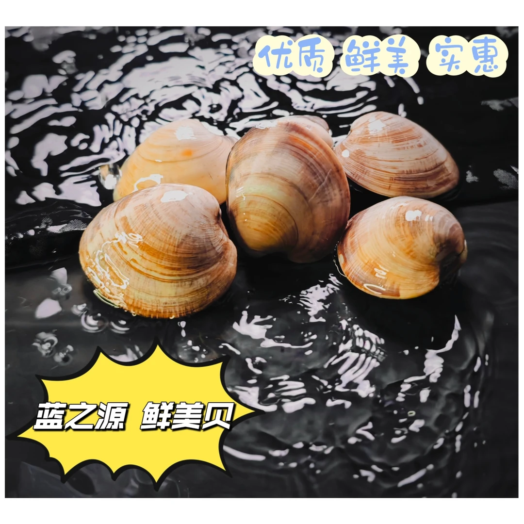 现挖鲜活大蛤蜊【三斤起拍】无沙超大特黄蚬花蛤文蛤花甲贝类