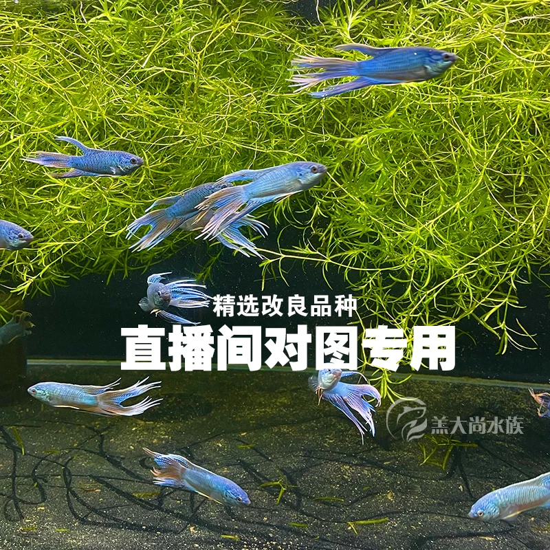 【直播精选一物一拍】中国斗鱼 无纹蓝 招财黄金 蛇血蓝 超冷改良普