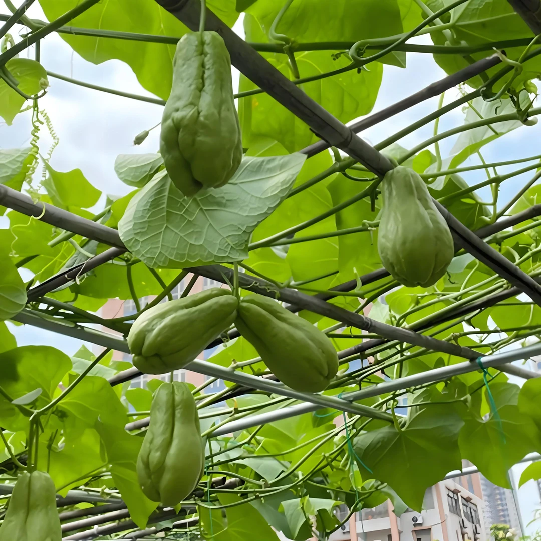 早熟佛手瓜苗带土手瓜嫩新鲜自种孕妇丝瓜当季土耳瓜蔬菜农家寿瓜
