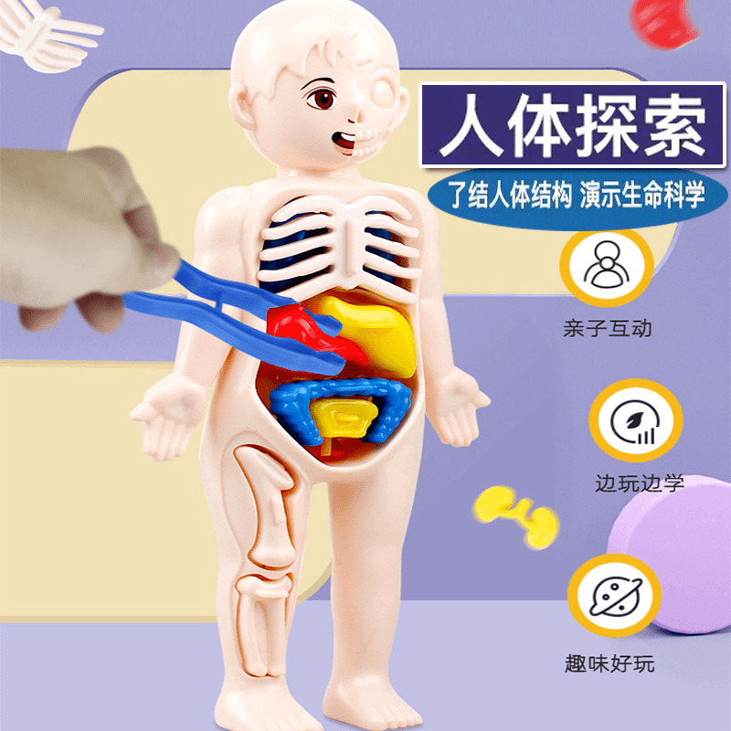 科教人体器官模型仿真可拆卸构造早教玩具 亲子启蒙 学习组装动手