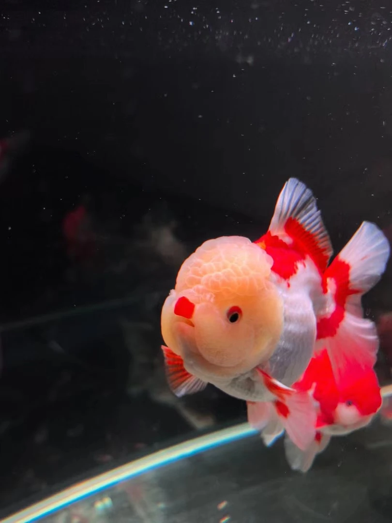 短尾将军百褶狮子，随选顺丰到付不包邮