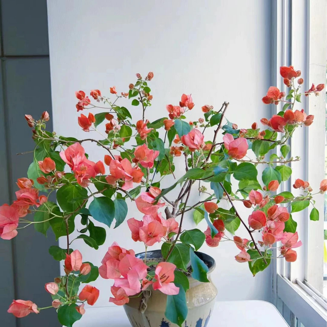 暗斑夕阳红三角梅勤花好养易活带盆季节带花盆栽