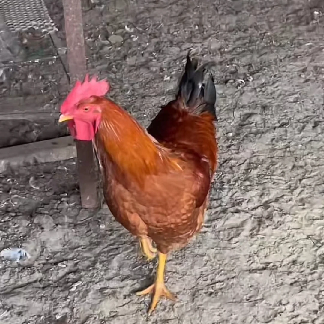 顺丰包邮  正宗东北散养溜达鸡