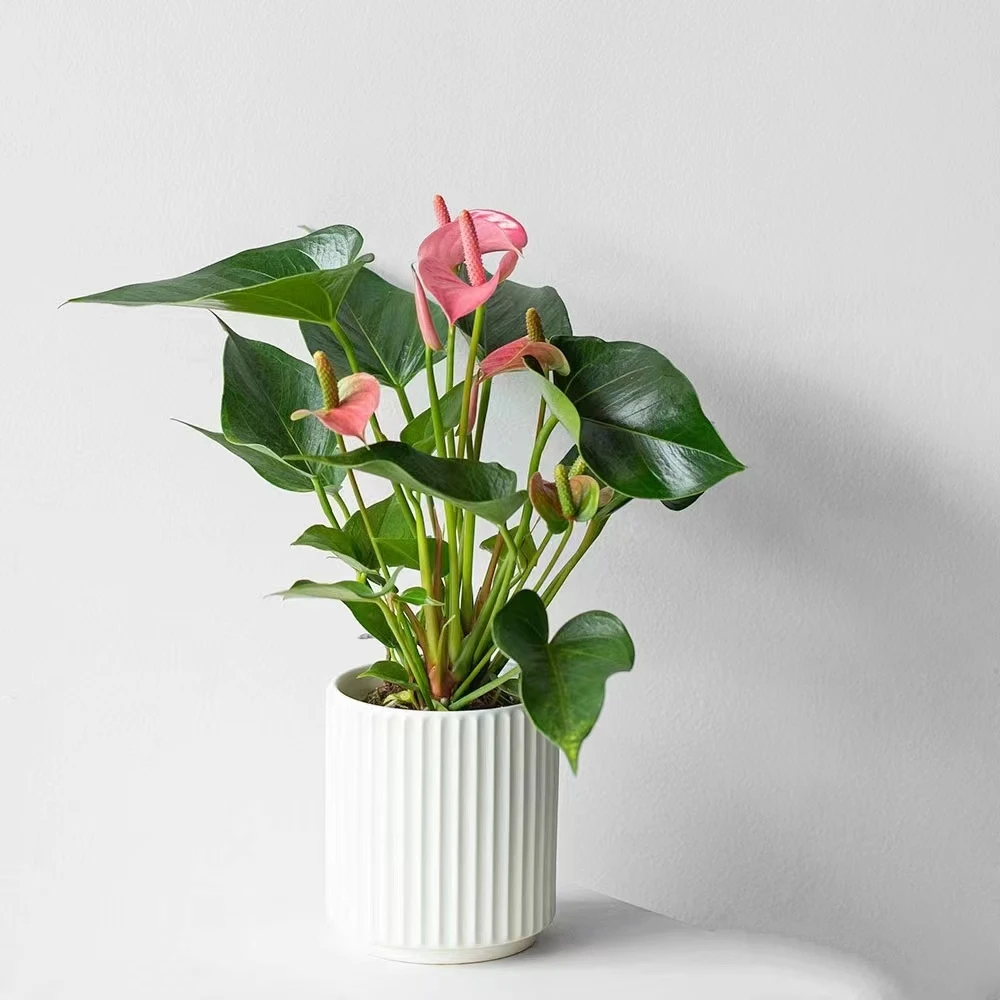 粉帕莉粉掌  精致粉白好养花期长室内清新植物 云南鲜花绿植