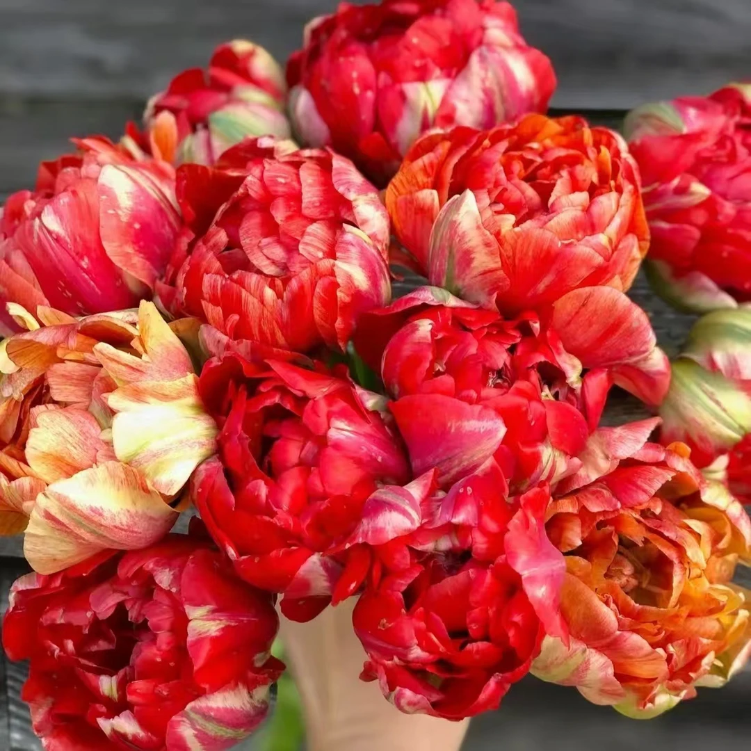 古朵美郁金香 10颗爆花花期长室内阳台庭院 云南鲜花绿植
