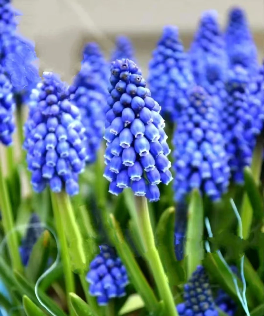 葡萄风信子 5颗爆花花期长室内阳台庭院 云南鲜花绿植