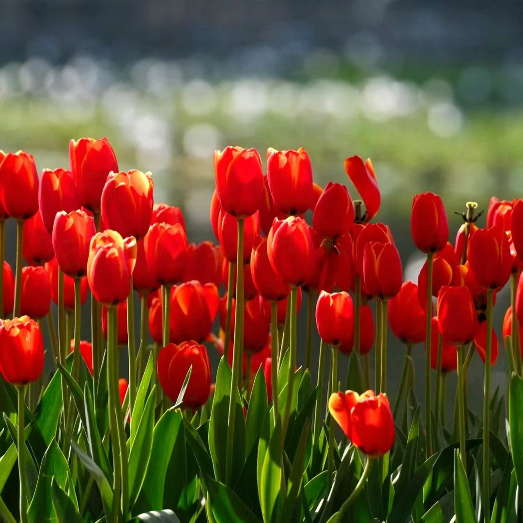 红色印记郁金香 3颗爆花花期长室内阳台庭院 云南鲜花绿植