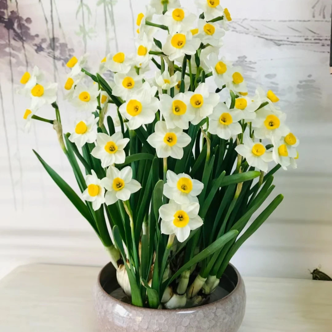 水仙种球 (新)种球爆花好养花期长室内庭院 云南鲜花绿植