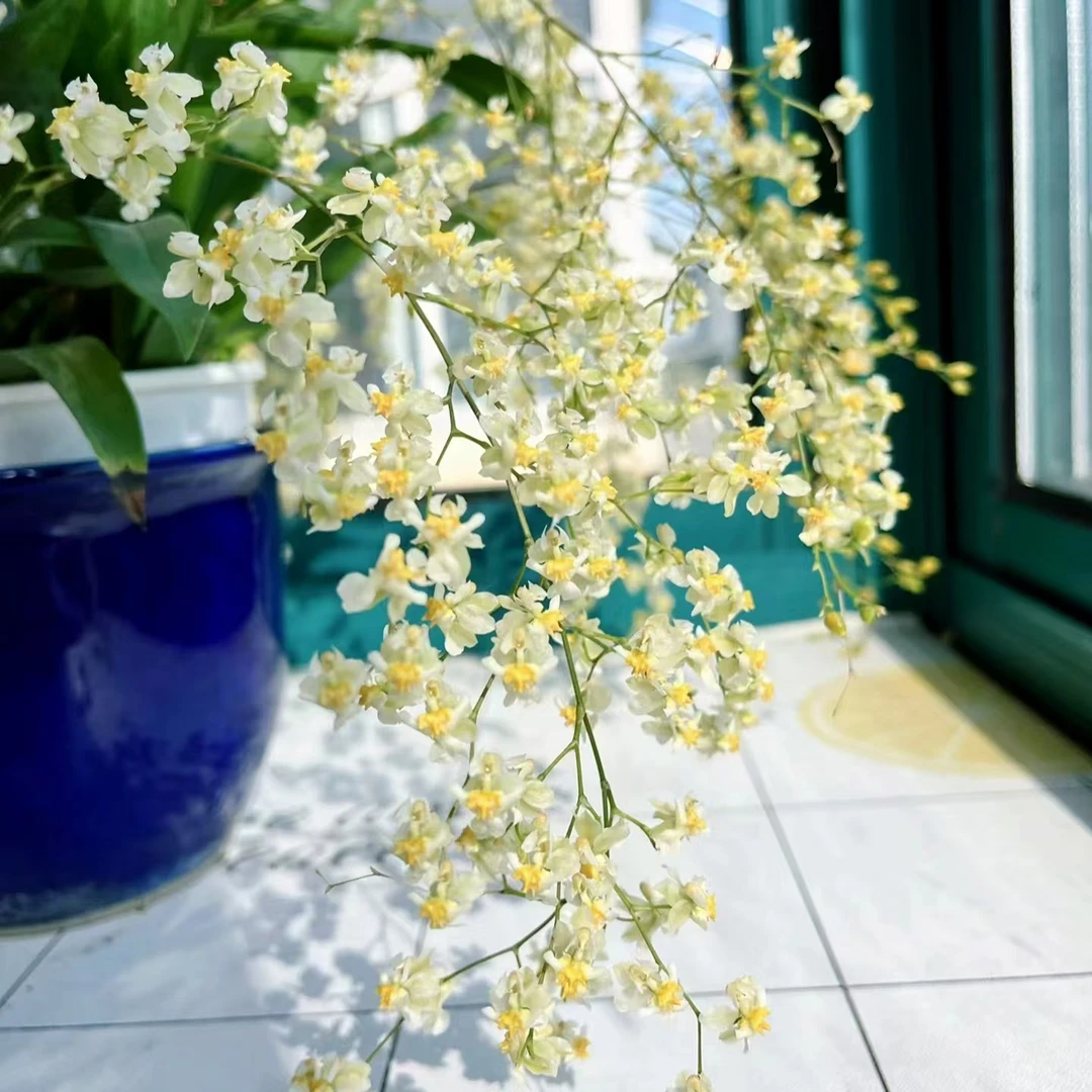 白色梦香兰（5支 新货) 精致爆花带香味耐寒好养兰花云南鲜花绿植