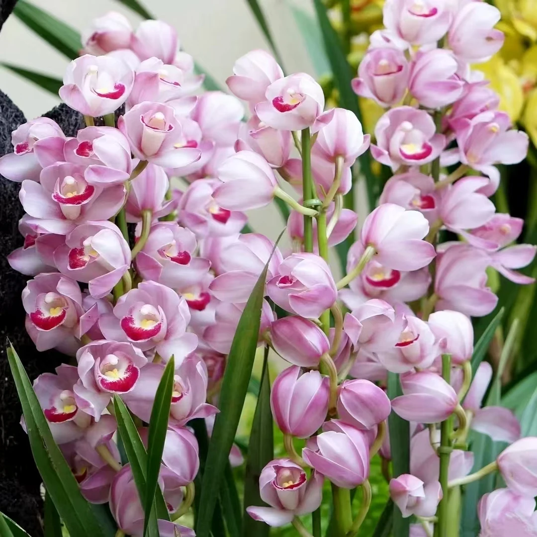 笑脸3支 (1盆)大花惠兰精致粉白耐寒好养兰室内阳台 云南鲜花绿植