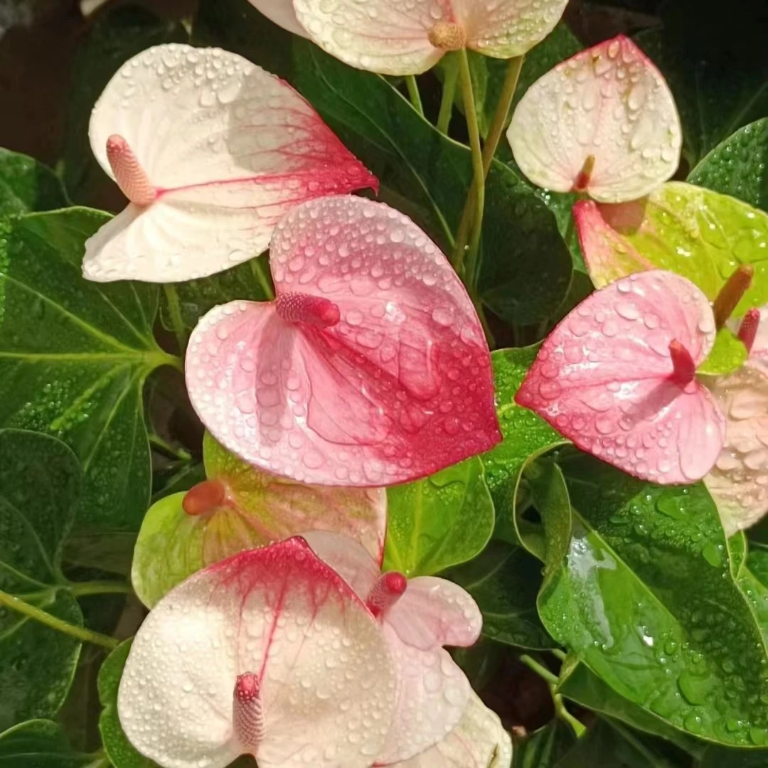 神秘 彩掌精致粉白室内客厅阳台清新植物 云南鲜花绿植