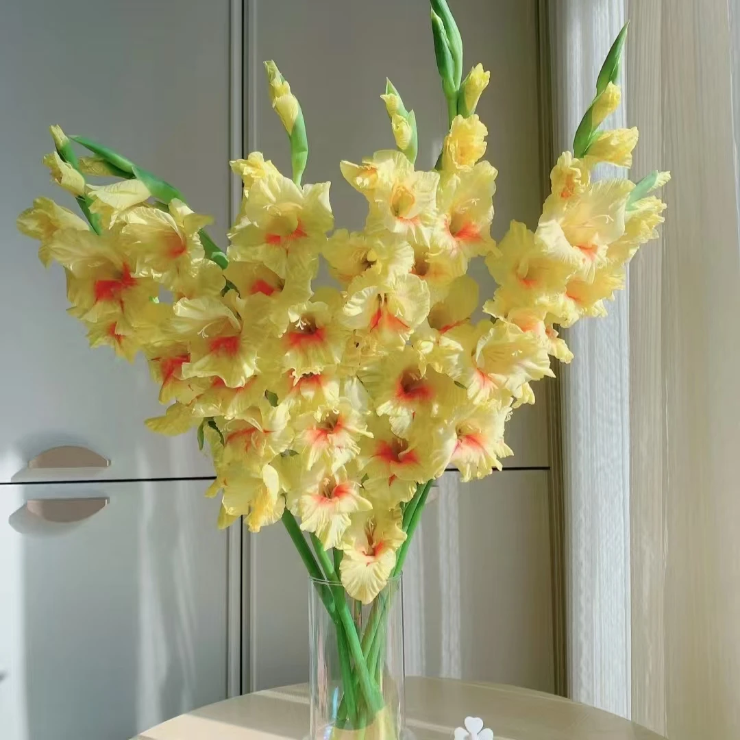 超级大剑兰小丑 爆花花期长室内阳台庭院 云南鲜花绿植