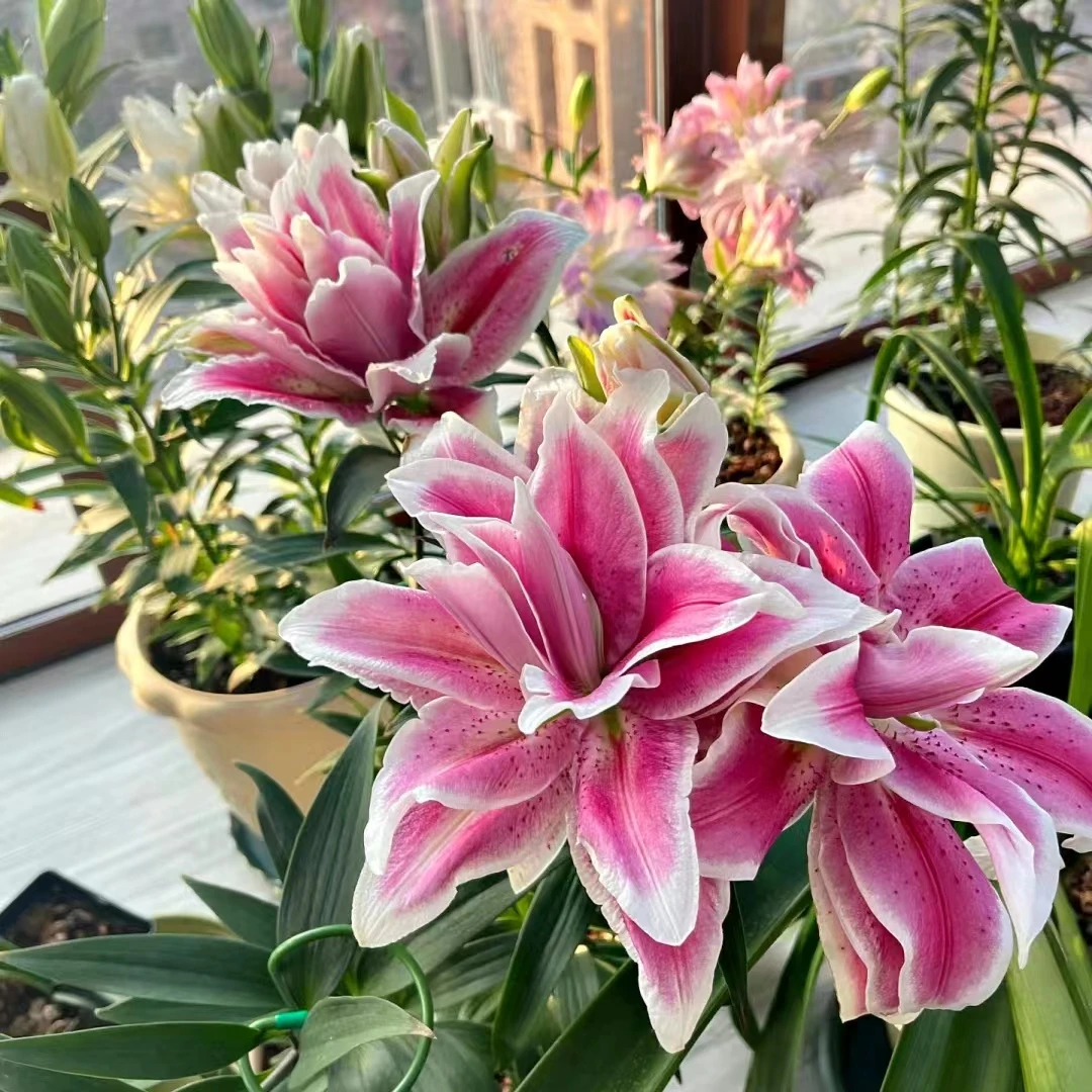 奥林匹亚  15/17 1颗重瓣香水百合种球粉色 云南鲜花绿植