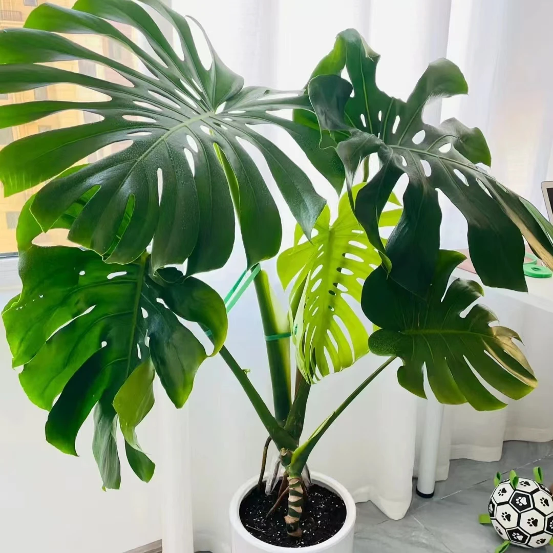龟背竹盆栽 清新绿色室内阳台水培装饰植物 云南鲜花绿植