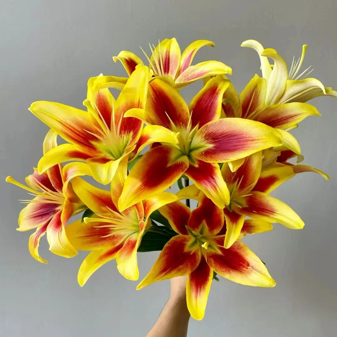 皇冠百合种球 橘黄色大花高级阳台庭院 云南鲜花绿植