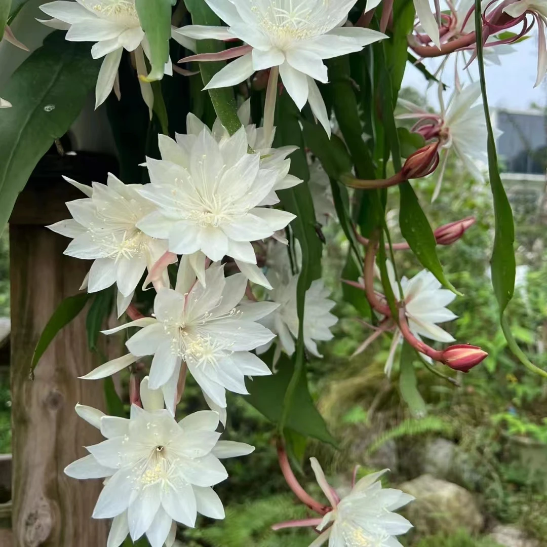 【鸿飞专属】小叶昙花 （3年半白盆）爆花好养清新室内阳台植物