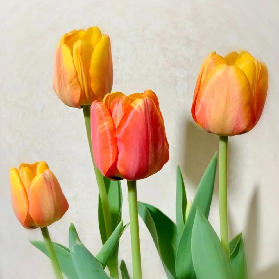 混色郁金香 5颗爆花花期长室内阳台庭院 云南鲜花绿植