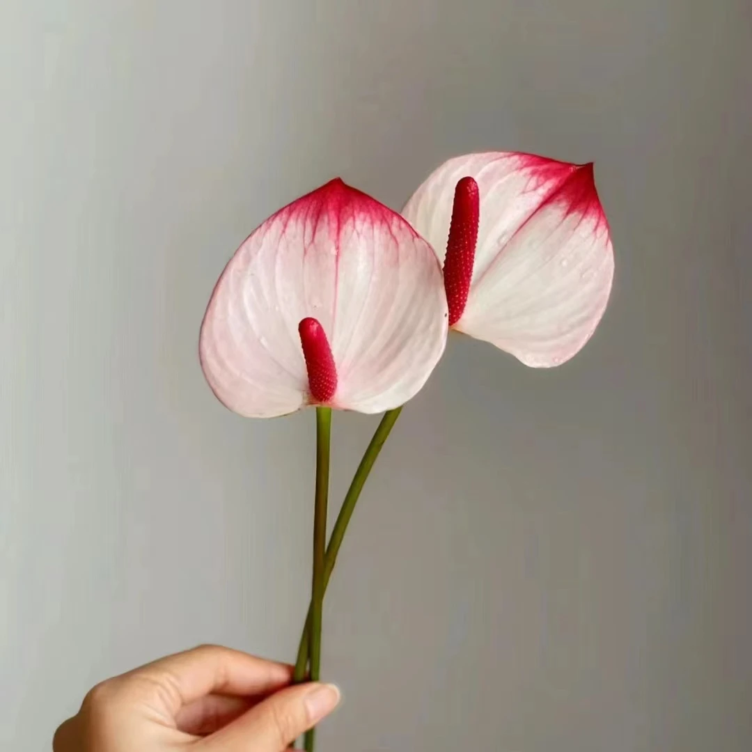红唇 精致粉白室内客厅阳台清新植物 云南鲜花绿植