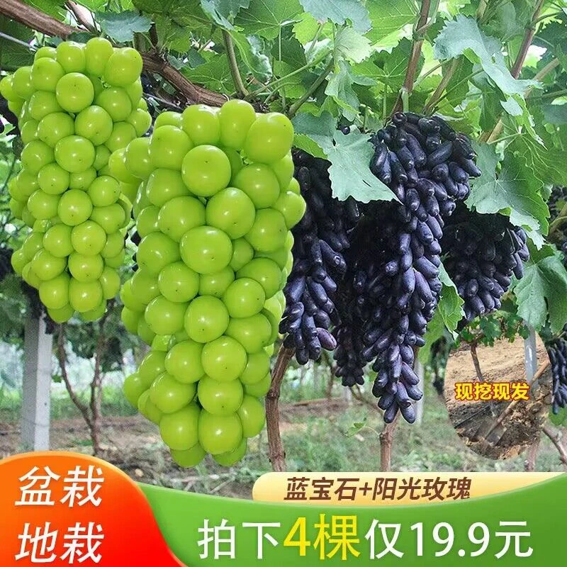 基地直发【19.9发4棵】优质蓝宝石葡萄苗阳光玫瑰蓝宝石南北均可种