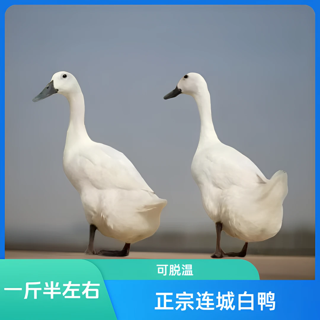 一斤半左右正宗白鹭鸭连城白鸭土鸭顺丰快递500g/只230/4只