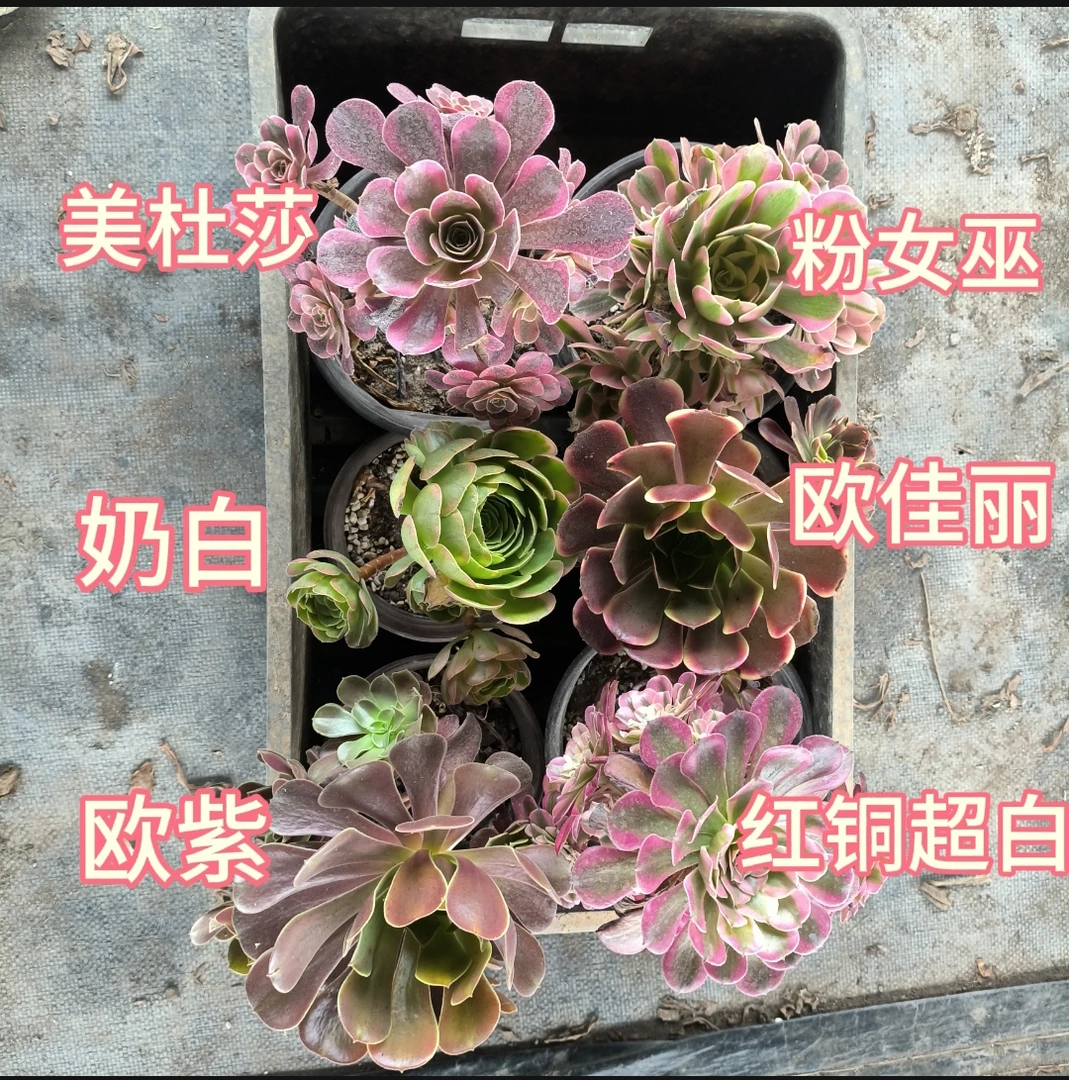 一箱3颗法师锦裸根发货,不周正不包成活介意慎拍
