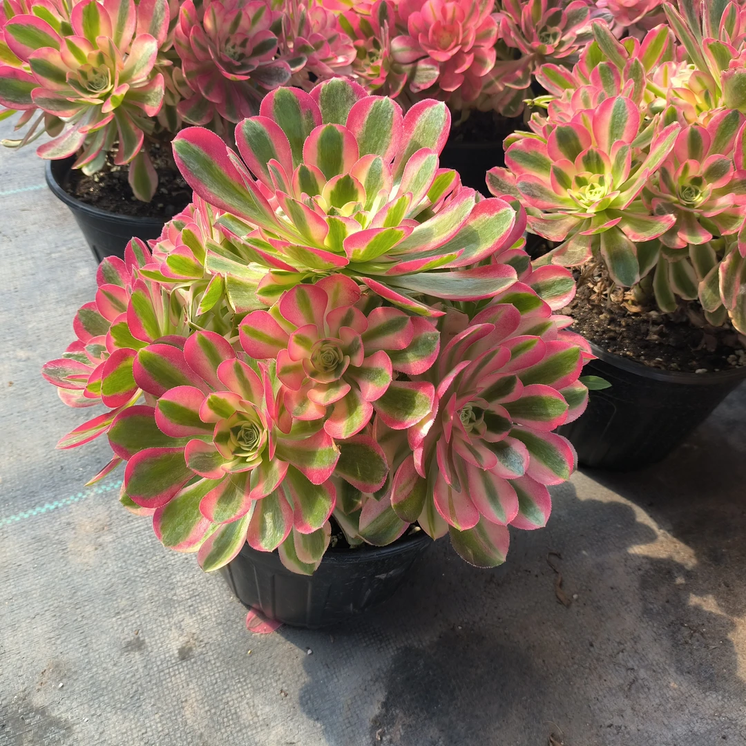 0417，3号盒子法师锦多肉裸根发