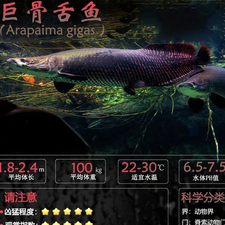 红尾海象巨骨鱼舌鱼苗大型凶猛观赏鱼活体龙鱼混养