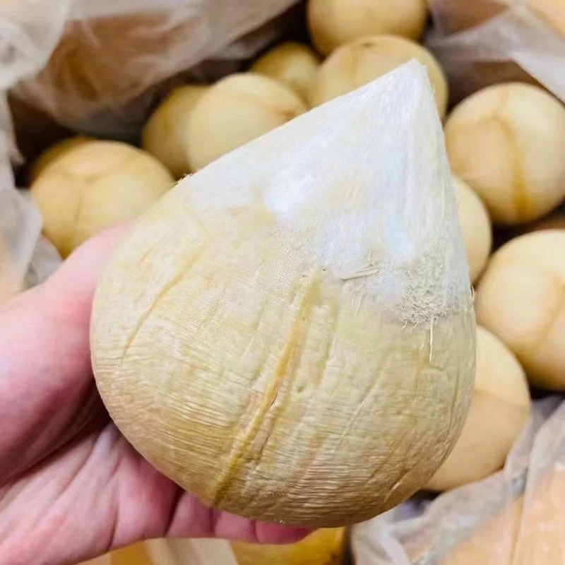 【椰皇】新鲜椰皇小毛椰（单颗300-500g）一件5/10颗装