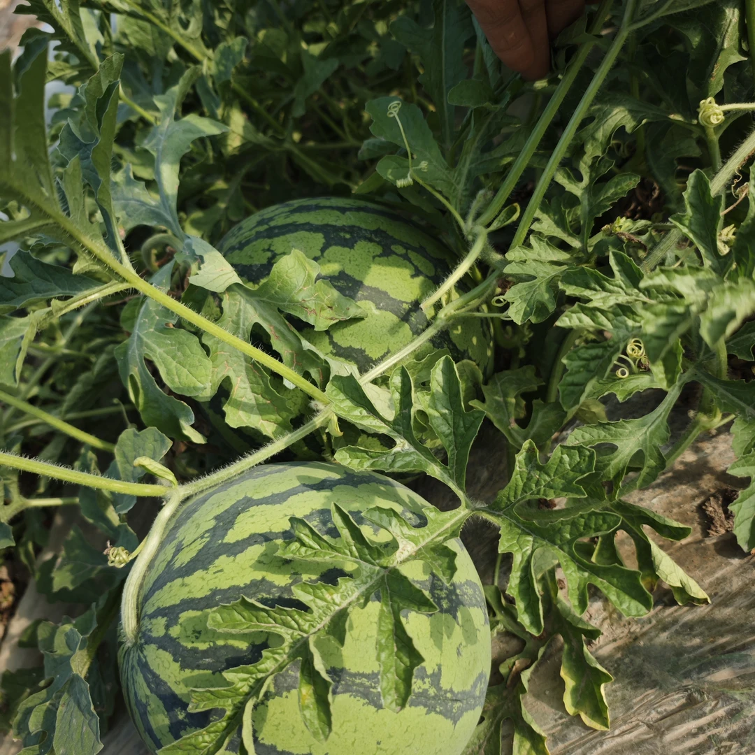 上海南汇大团当季西瓜现采现发包邮到家产地直发头茬西瓜黑籽粉瓤