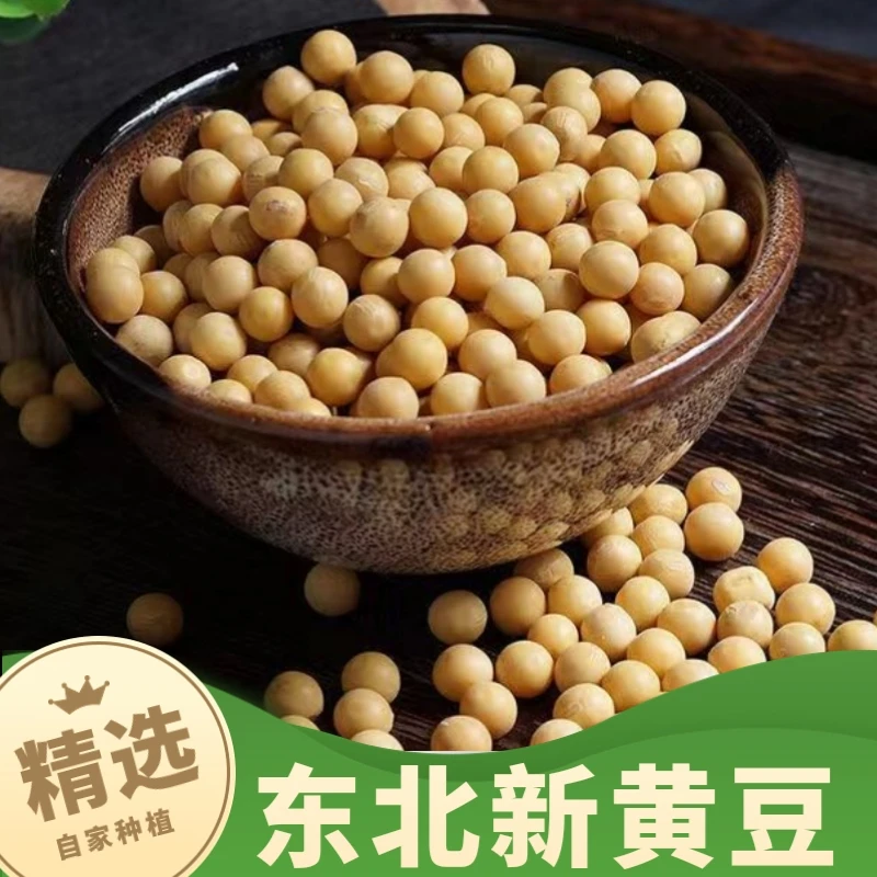 东北当年黄豆打豆浆专用生豆芽黄豆农家五谷粮杂大豆5斤装包邮