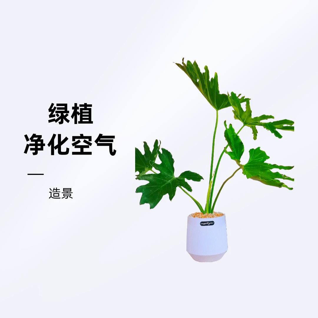 龙鳞春羽/绿植/净化空气/水培土培  /不带盆/原土包邮